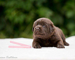 Собаки в Москве: Шоколадный щенок лабрадор, мальчик девочка, РКФ Мальчик, 60 000 руб. - фото 4