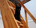 Кошки в Москве: Бурманский кот Алекс окраса черный бриллиант ищет дом Мальчик, Бесплатно - фото 2