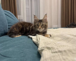 Кошки в Казани: Мейн-кун котенок Девочка, 7 000 руб. - фото 2