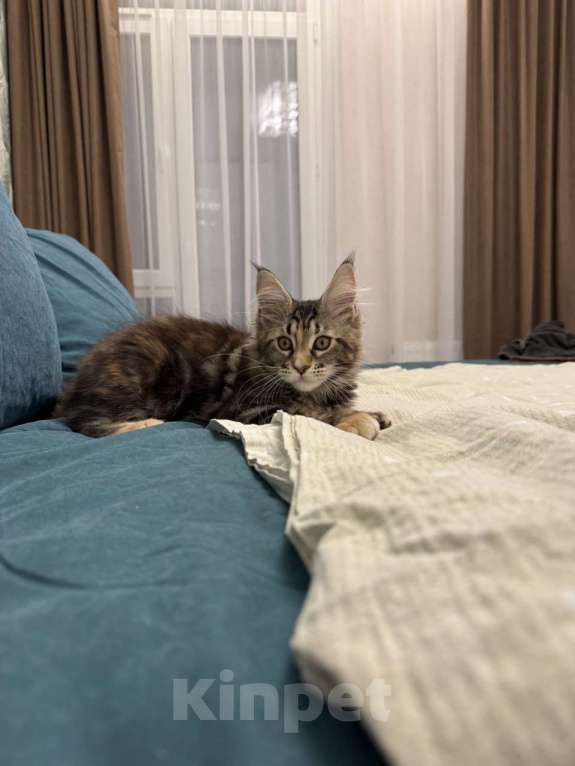 Кошки в Казани: Мейн-кун котенок Девочка, 7 000 руб. - фото 2