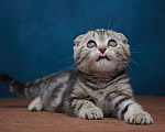 Кошки в Барнауле: Котик-фолд Вилли🤎 Мальчик, Бесплатно - фото 9