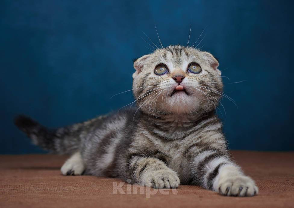 Кошки в Барнауле: Котик-фолд Вилли🤎 Мальчик, Бесплатно - фото 9
