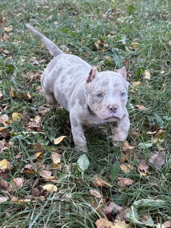 Собаки в Жуковском: Американский булли щенки покет Мальчик, 150 000 руб. - фото 3