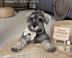 Собаки в Екатеринбурге: 🐶 Девочка цвергшнауцера (перец с солью) 11 недель с метрикой РКФ Девочка, 52 000 руб. - фото 1