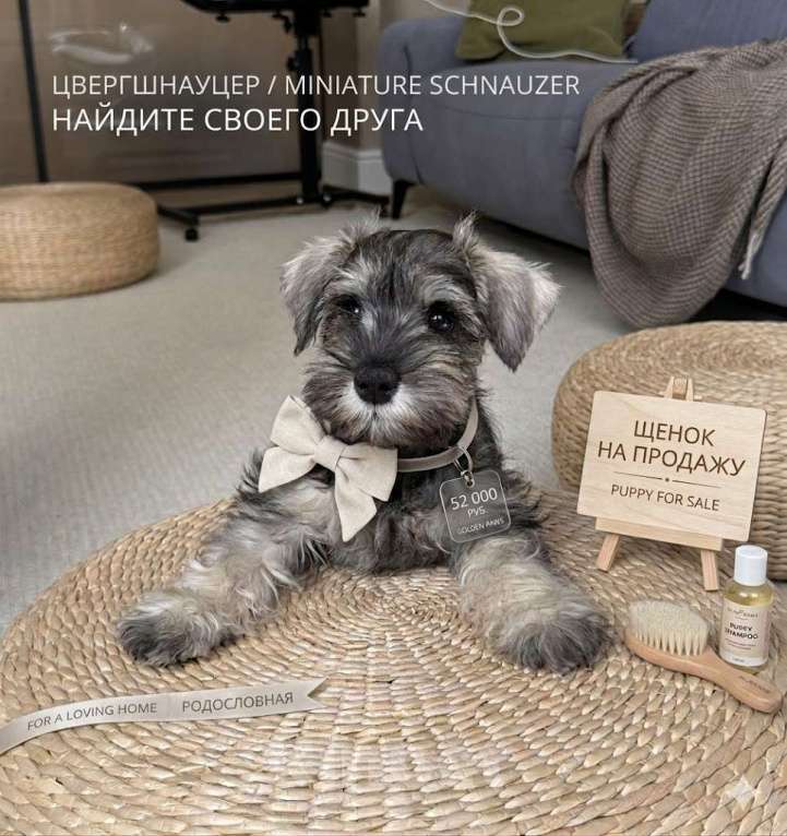 Собаки в Екатеринбурге: 🐶 Девочка цвергшнауцера (перец с солью) 11 недель с метрикой РКФ Девочка, 52 000 руб. - фото 1