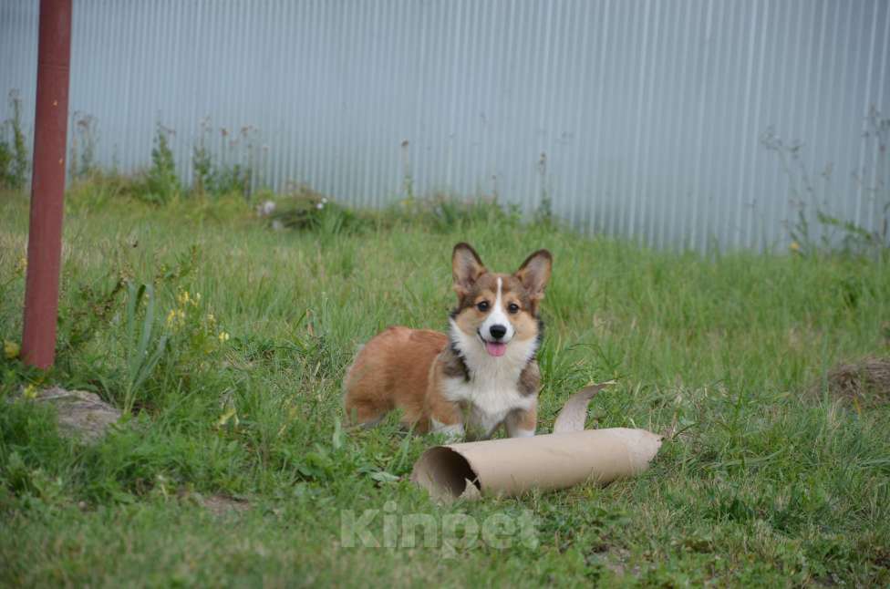 Собаки в Новосибирске: Щенок корги, девочка Девочка, 80 000 руб. - фото 1