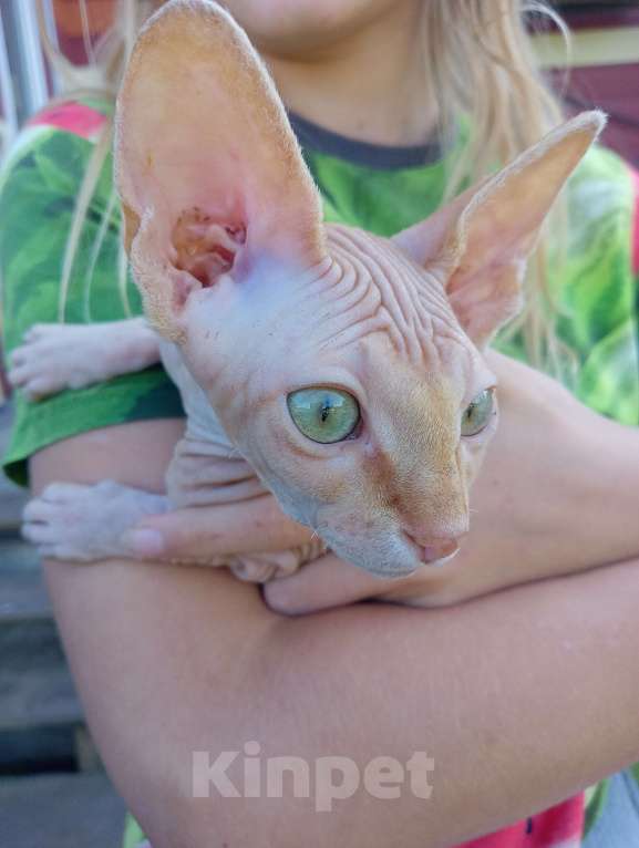 Кошки в Белгороде: Котёнок донского сфинкса  Девочка, 7 000 руб. - фото 3