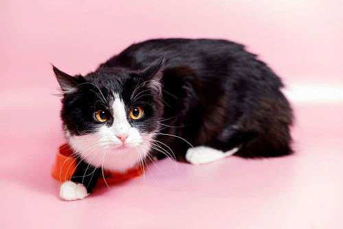 Кошка- бояка Улечка