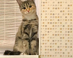 Кошки в Жуковском: Мила в добрые руки  Девочка, Бесплатно - фото 1