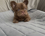 Собаки в Санкт-Петербурге: Девочка д/ш фр. Бульдог Мальчик, 60 000 руб. - фото 1