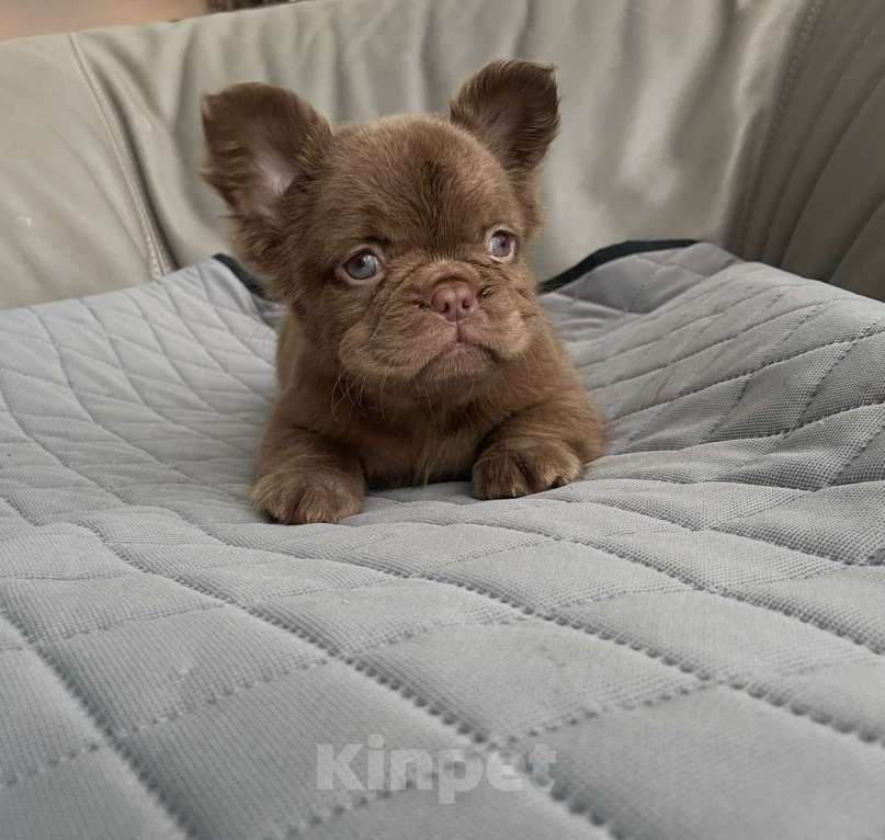 Собаки в Санкт-Петербурге: Девочка д/ш фр. Бульдог Мальчик, 60 000 руб. - фото 1