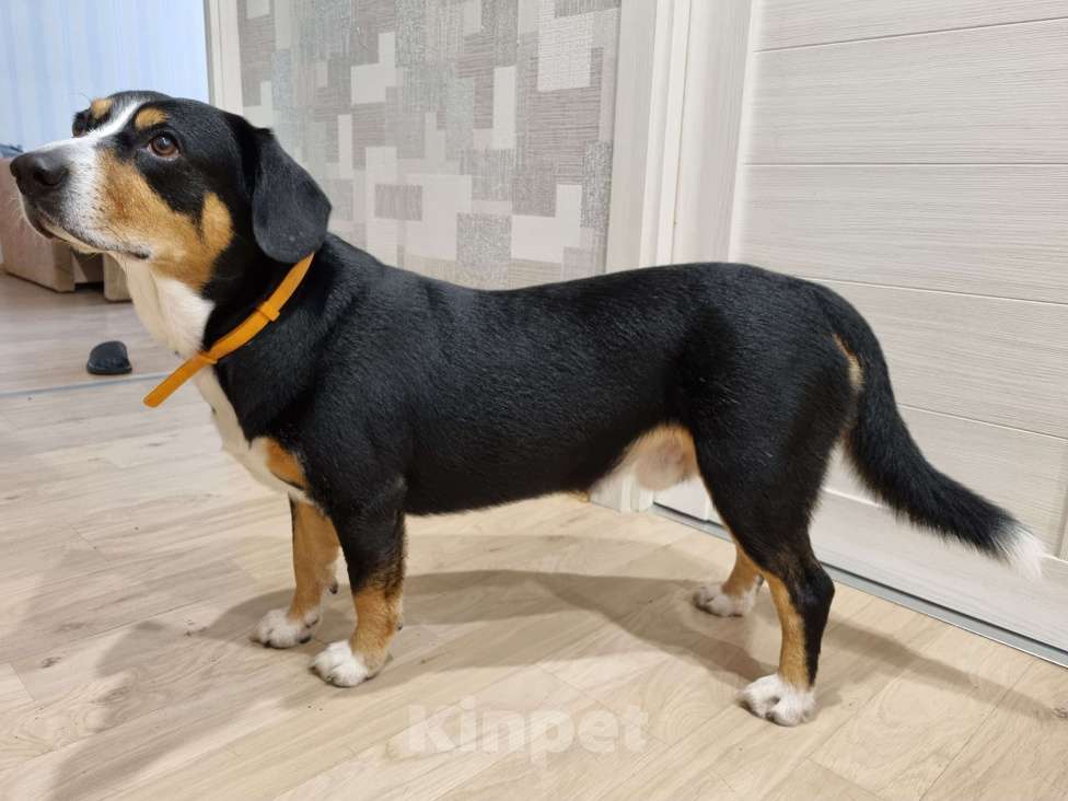 Собаки в Москве: Вязка кобеля Мальчик, Бесплатно - фото 1