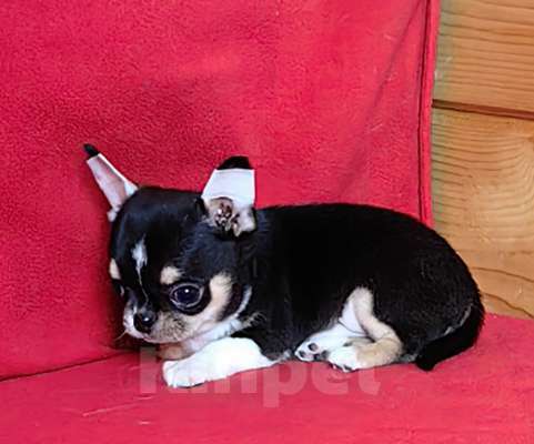 Собаки в Москве: Чихуахуа. Мальчик. Мальчик, 50 000 руб. - фото 5