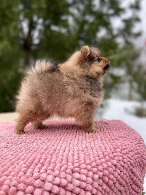 Собаки в Сестрорецке: Виола маленькая помочка Девочка, 35 000 руб. - фото 2