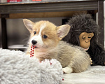 Собаки в Краснозаводске: Продажа щенков корги Девочка, Бесплатно - фото 3