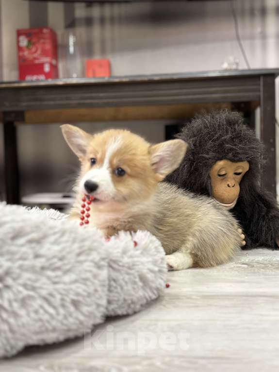 Собаки в Краснозаводске: Продажа щенков корги Девочка, Бесплатно - фото 3