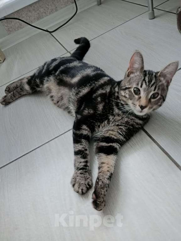 Кошки в Санкт-Петербурге:  Котëнок ищет дом.  Мальчик, Бесплатно - фото 2