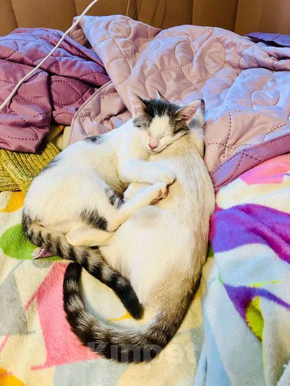 Кошки в Москве: Очаровательный брат с сестричкой в возрасте 4х месяц ищут дом. Мальчик, Бесплатно - фото 9