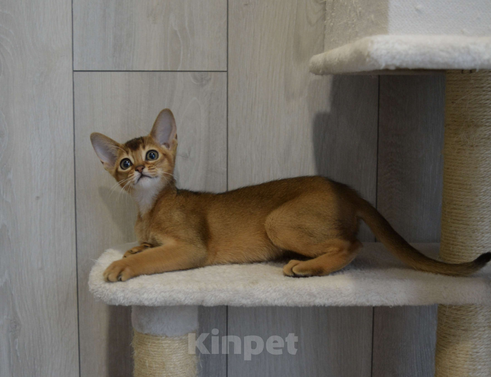 Кошки в Москве: Абиссинские котята Девочка, 65 000 руб. - фото 1