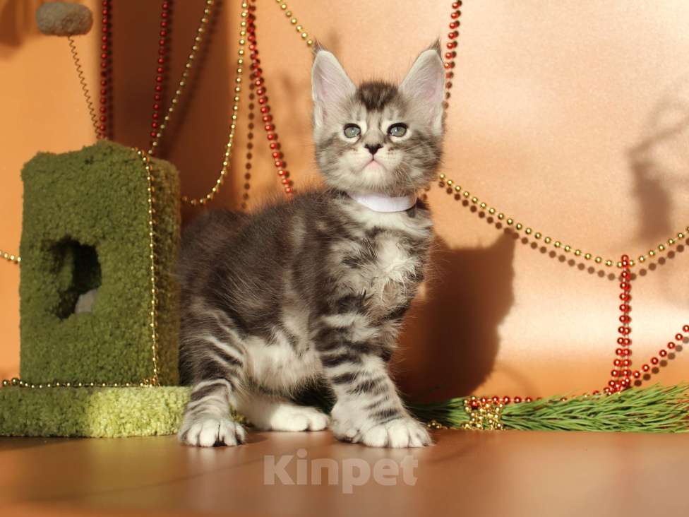 Кошки в Екатеринбурге: Котёнок мейн-кун Кристофер мальчик Мальчик, 50 000 руб. - фото 5