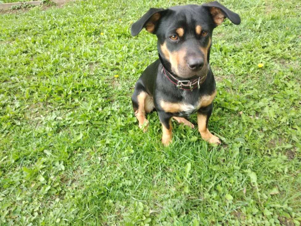 Собаки в Можайске: Отдам в хорошие руки  Девочка, 1 руб. - фото 2