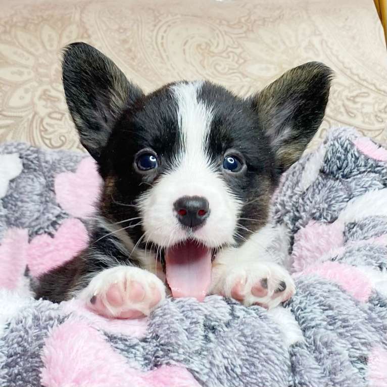 Собаки в Москве: Щенки вельш-корги кардиган Девочка, 30 000 руб. - фото 4