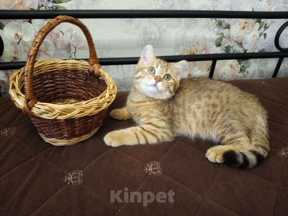 Кошки в Москве: Шотландский котенок шоколадный пятнистый Мальчик, 15 000 руб. - фото 5