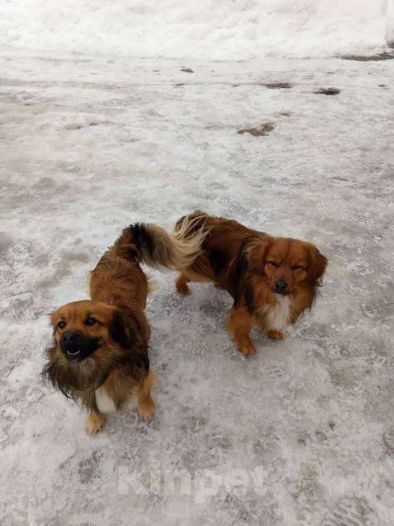 Собаки в Москве: маленькая собачка никому не нужна Мальчик, Бесплатно - фото 1