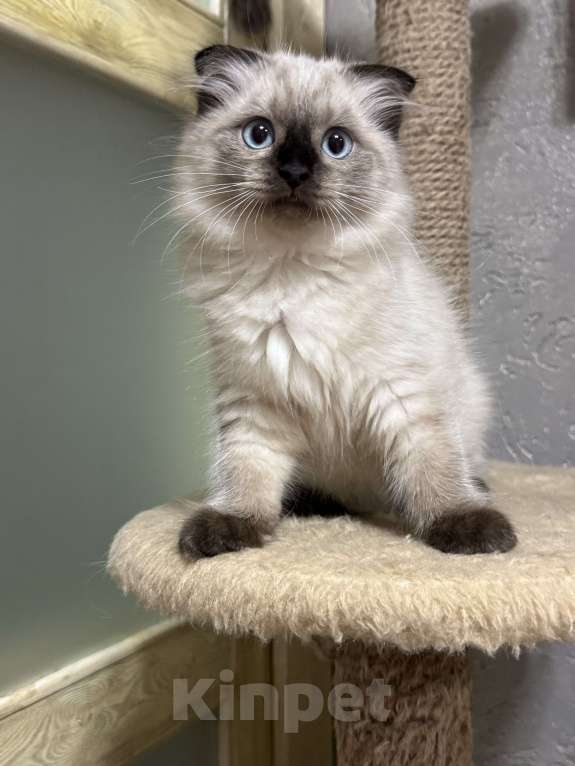 Кошки в Москве: Невские маскарадные котята Мальчик, 22 000 руб. - фото 3