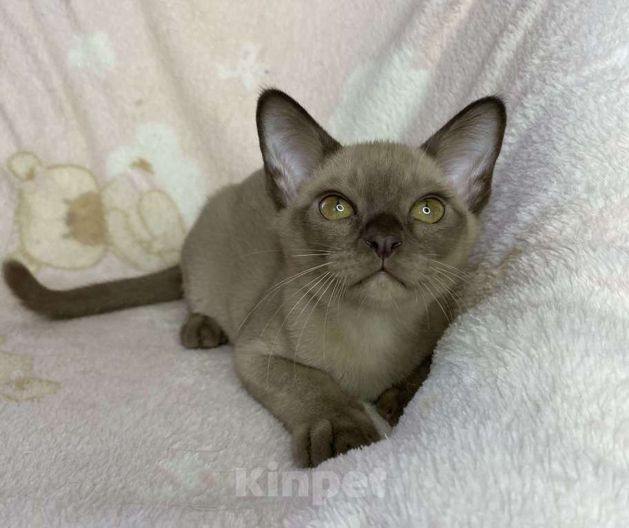 Кошки в Дмитрове: Шоколадный бурманский мальчик Baks Мальчик, 40 000 руб. - фото 6