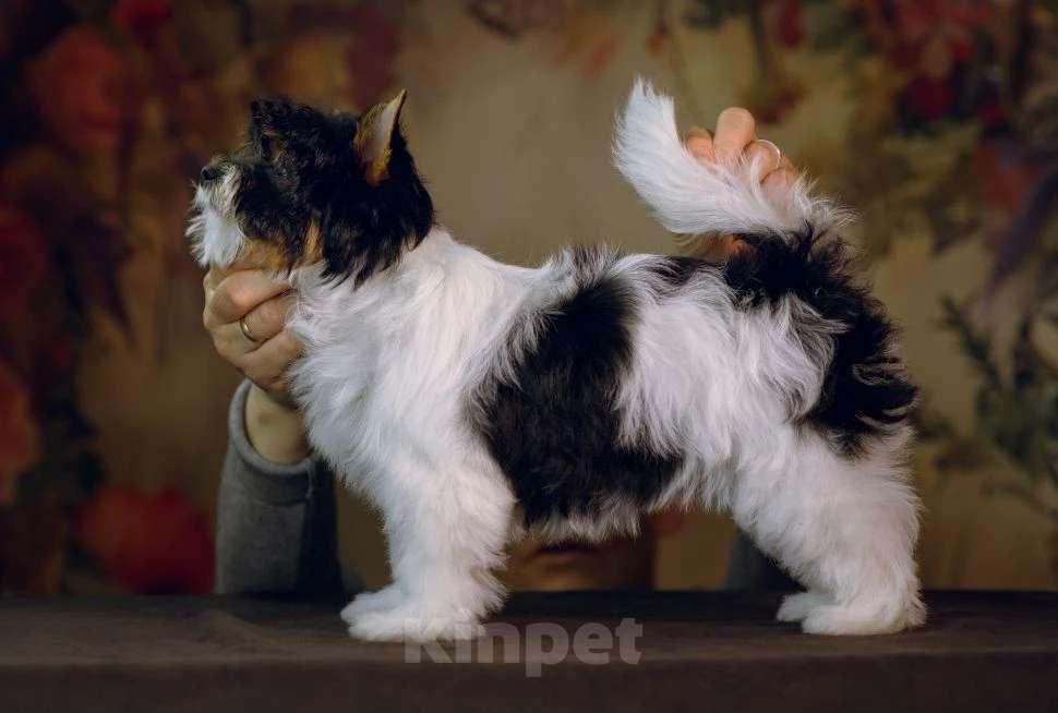 Собаки в Калининграде: Щенок (девочка) бивер терьеров. Девочка, Бесплатно - фото 1