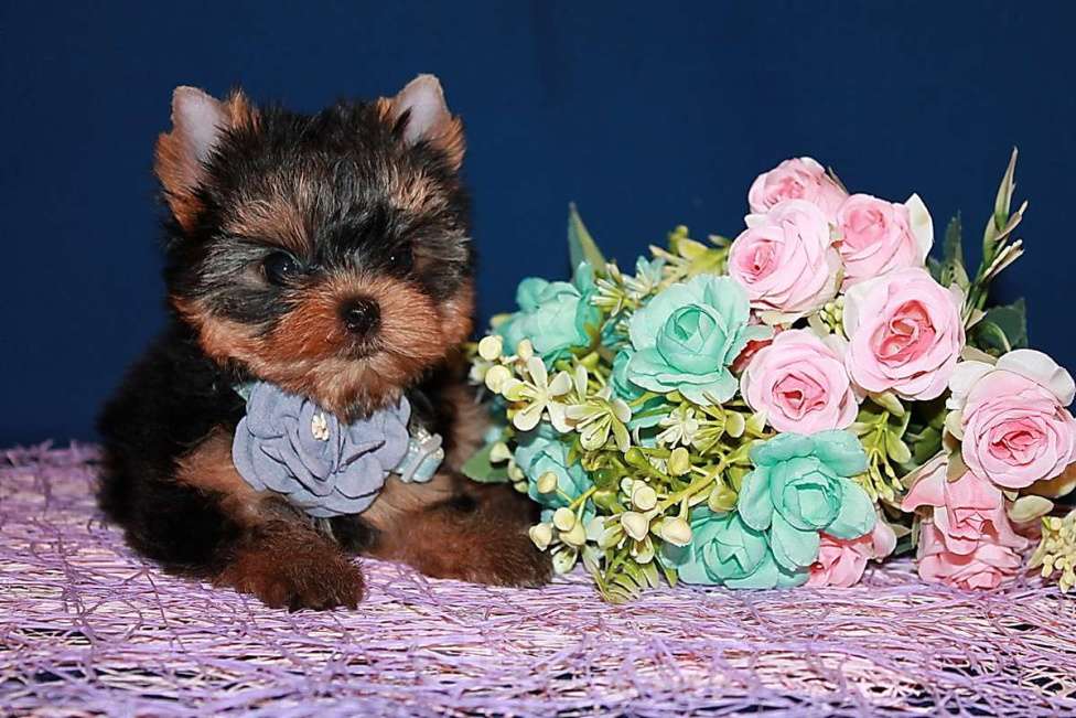 Собаки в Москве: Маленькая девочка, Янтарная капелька  Девочка, 130 000 руб. - фото 2