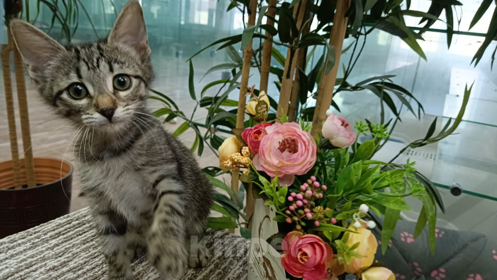 Кошки в Москве: Маленький котенок-девочка Веточка ищет дом Девочка, Бесплатно - фото 1