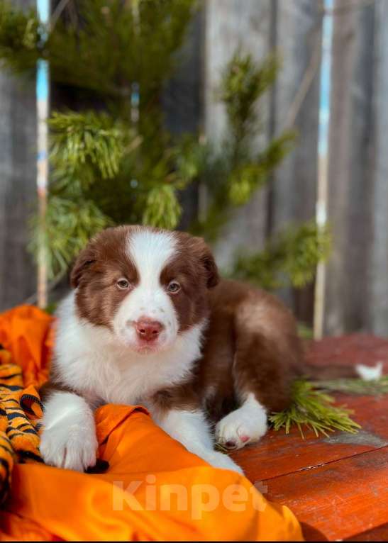 Собаки в других городах Алтайского края: Щенок Бодер Колли Мальчик, 160 000 руб. - фото 2