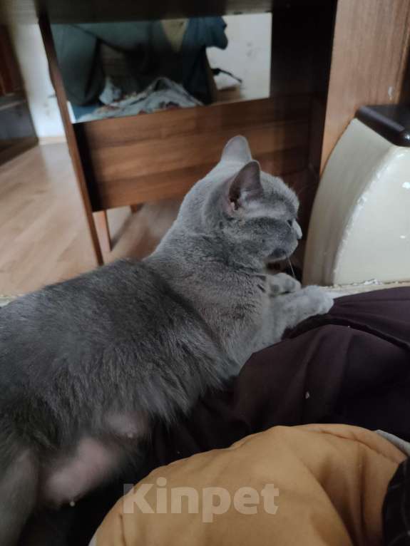 Кошки в Москве: Найдена кошка град Московский  Девочка, Бесплатно - фото 1