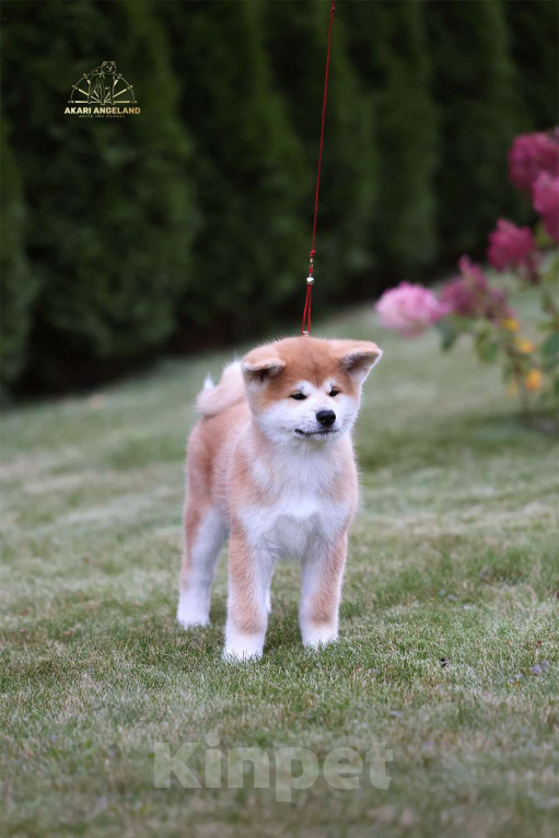 Собаки в Москве: Шикарный мальчик Акита-ину Мальчик, Бесплатно - фото 2
