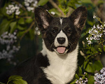 Собаки в Голицыно: Вельш корги кардиган девочка Девочка, Бесплатно - фото 3