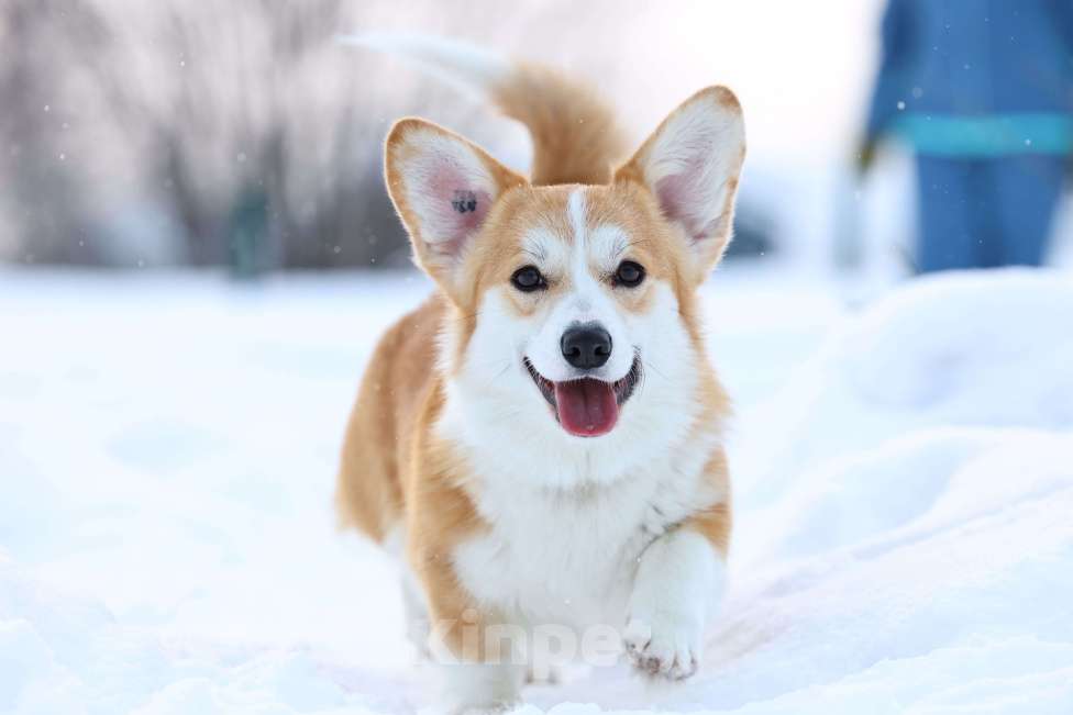 Собаки в Новосибирске: Девочка вельш-корги Девочка, 60 000 руб. - фото 1