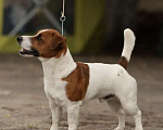 Собаки в Москве: Щенок джек-рассел-терьер от титулованных родителей  Девочка, 40 000 руб. - фото 4