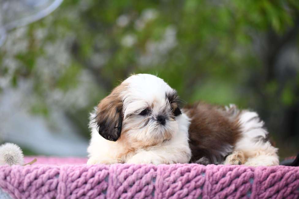 Собаки в Краснодаре: Девочка ши - тцу Девочка, Бесплатно - фото 2