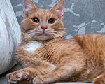 Кошки в Москве: Невероятно ласковый кот Оскар ищет семью! Мальчик, 10 руб. - фото 1