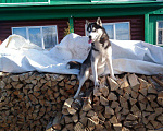 Собаки в Люберцах: Вязка, Бесплатно - фото 1