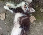 Кошки в Кудымкаре: красивенький котик, Бесплатно - фото 2
