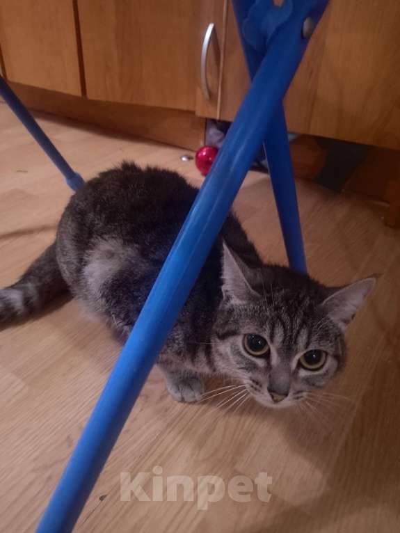 Кошки в Кирове: Объявление одаëм  две кошки и два катëнка в добрые руки Девочка, Бесплатно - фото 4