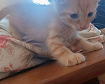 Кошки в Истре: Срочно отдам котят в добрые руки Разнополые, Бесплатно - фото 2