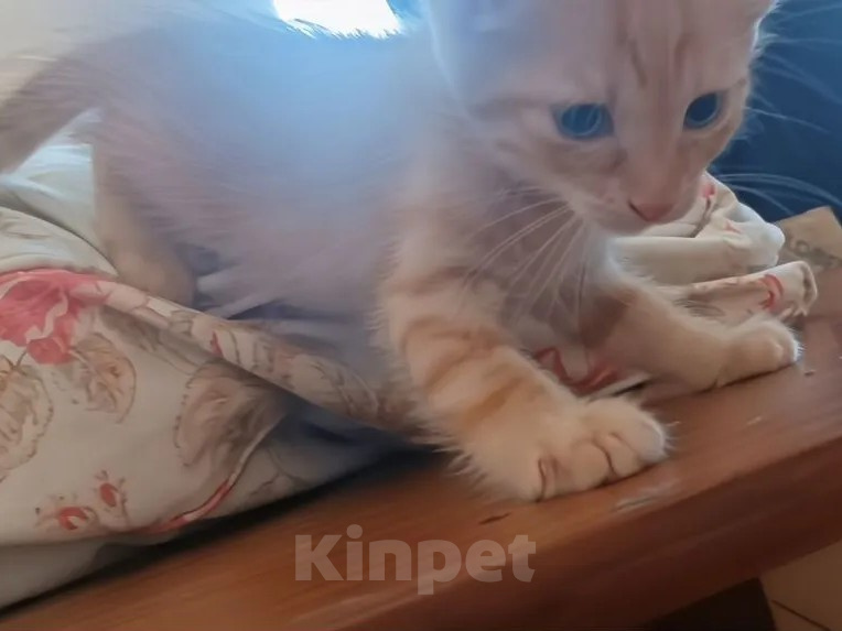 Кошки в Истре: Срочно отдам котят в добрые руки Разнополые, Бесплатно - фото 2