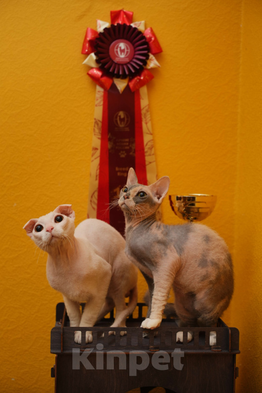 Кошки в Москве: Украинский левкой чистопродный. Документы Мальчик, Бесплатно - фото 3