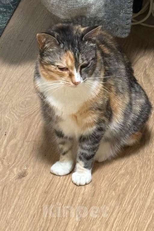 Кошки в Кудрово: Отдам в хорошие руки ласковую кошечку  Девочка, Бесплатно - фото 3