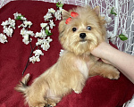 Собаки в Москве: Рыжий йорк с голубым глазом девочка мини Девочка, 100 000 руб. - фото 1