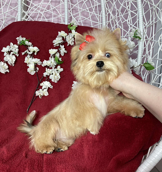 Рыжий йорк с голубым глазом девочка мини